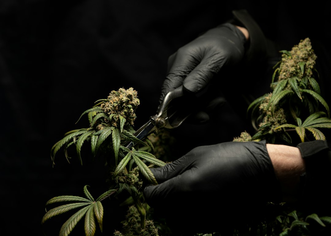 The Ins and Outs of the Cannabis Industry 4 img